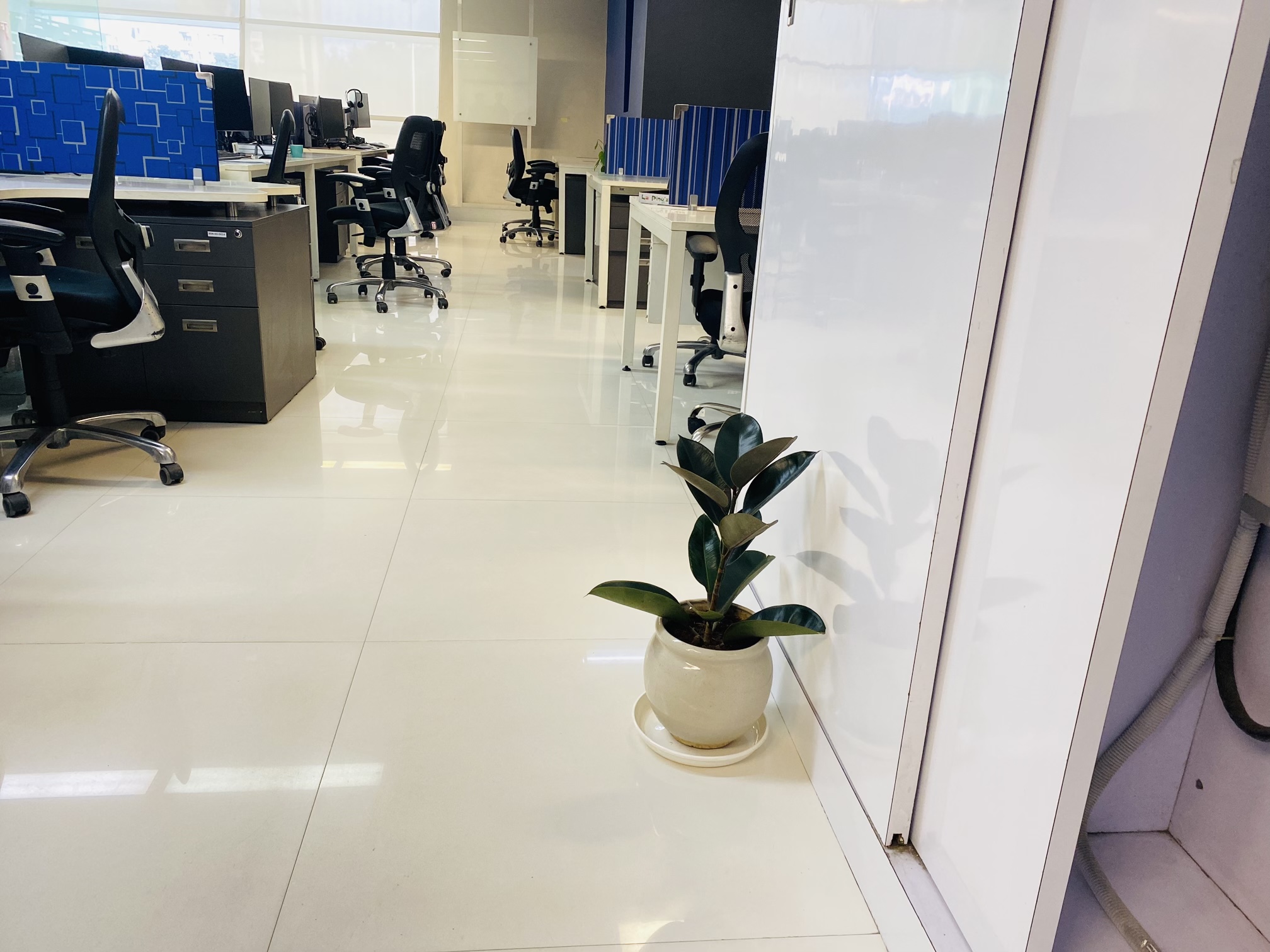 Workstation & Cabin Plants Laxmi Plants