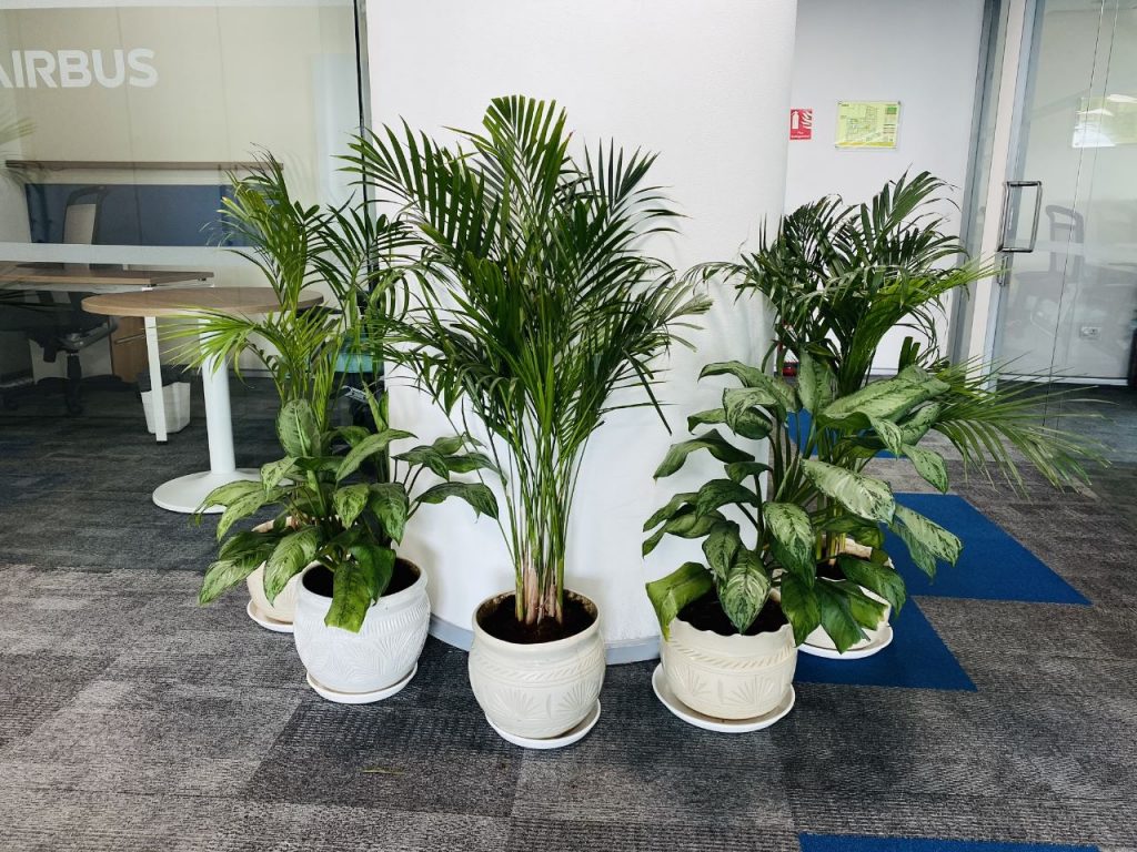 Maintaining a Green Office: Easy Tips for Plant Care