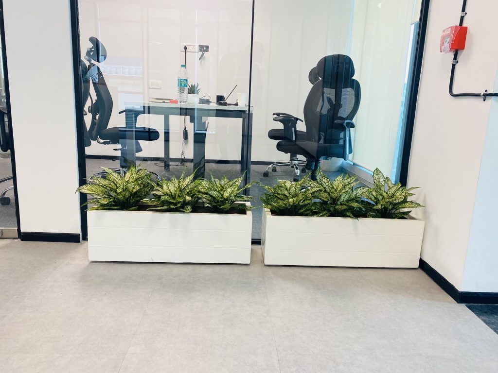 Why Choose Laxmi Plants for Your Office Landscaping Needs?