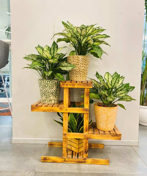 Laxmi Plants office reception Laxmi Plants office reception